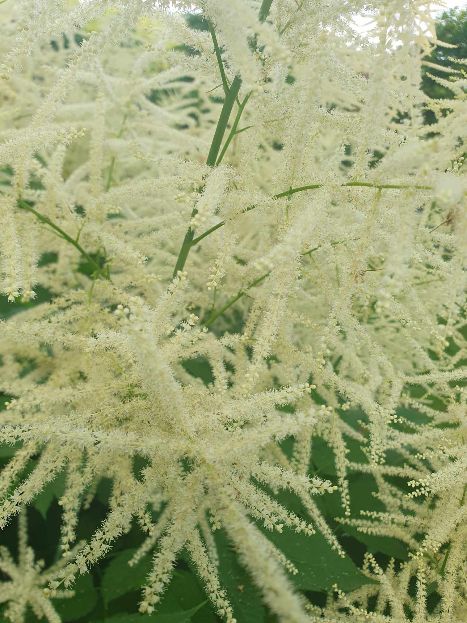 Fremmedartsvandring i Jessheim